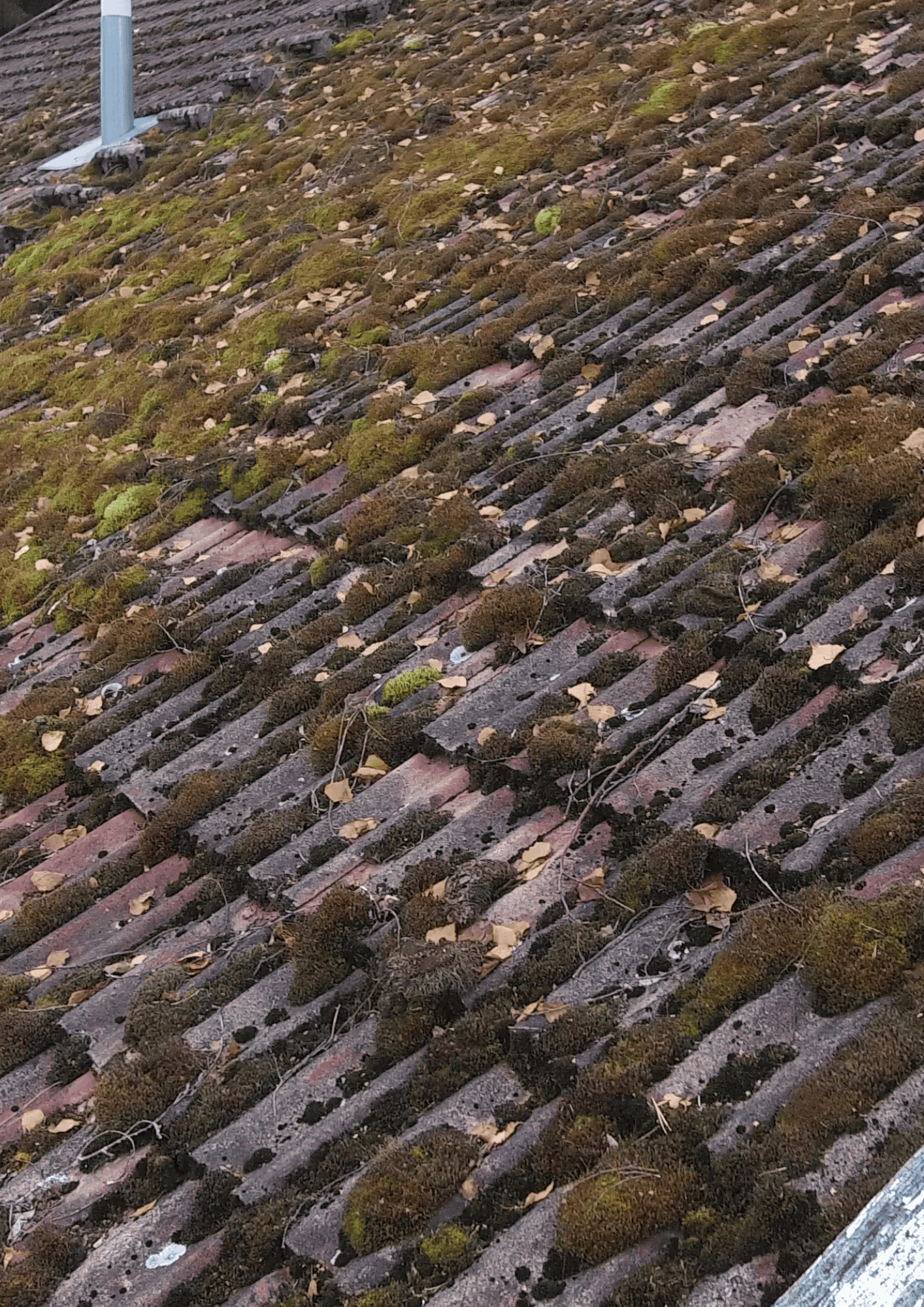 Nettoyage & démoussage